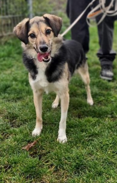 Amis sucht Zuhause  oder Pflegestelle