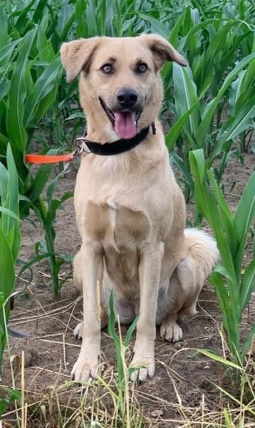 Fanta, geb. 05/2017, 48317 Drensteinfurt