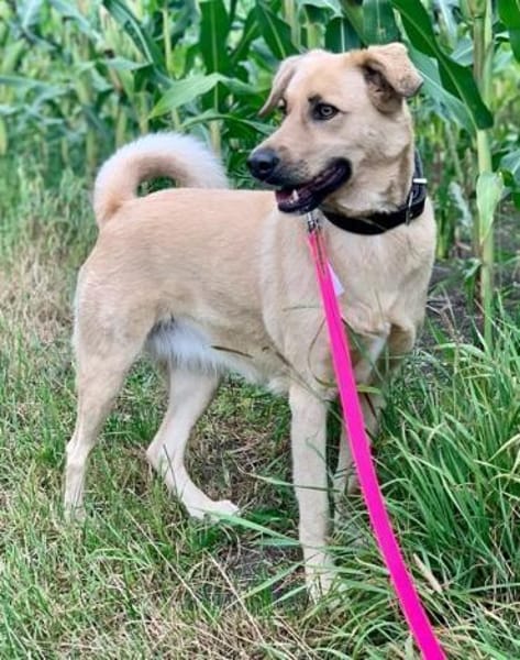 Fanta, geb. 05/2017, 48317 Drensteinfurt