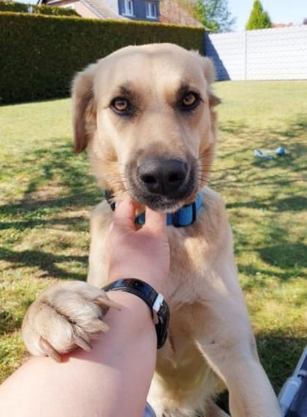 Fanta, geb. 05/2017, 48317 Drensteinfurt