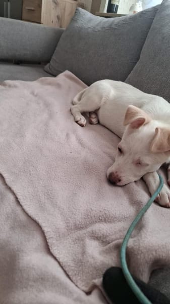 💙Paula DE - unsicher, rohdiamant💙