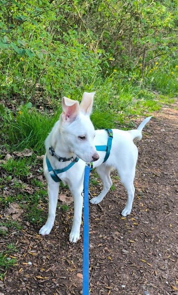 💙Paula DE - unsicher, rohdiamant💙