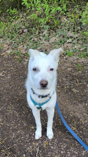 💙Paula DE - unsicher, rohdiamant💙