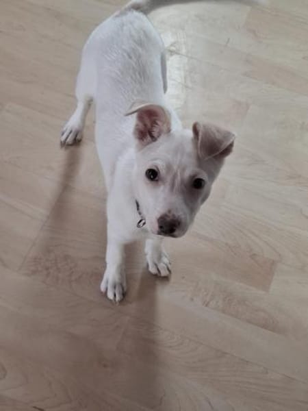 💙Paula DE - unsicher, rohdiamant💙