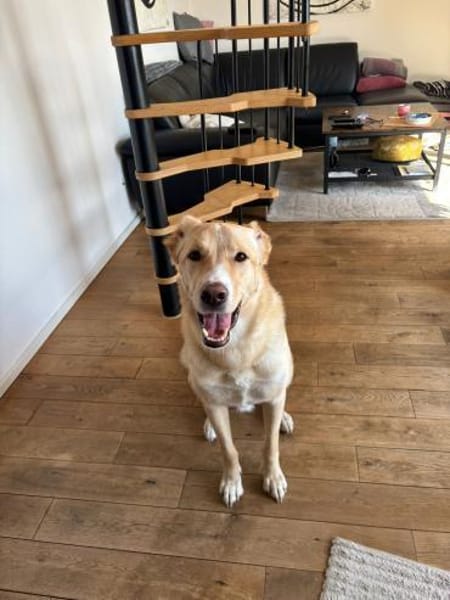 Sanfter Altaj sucht liebevolles Zuhause