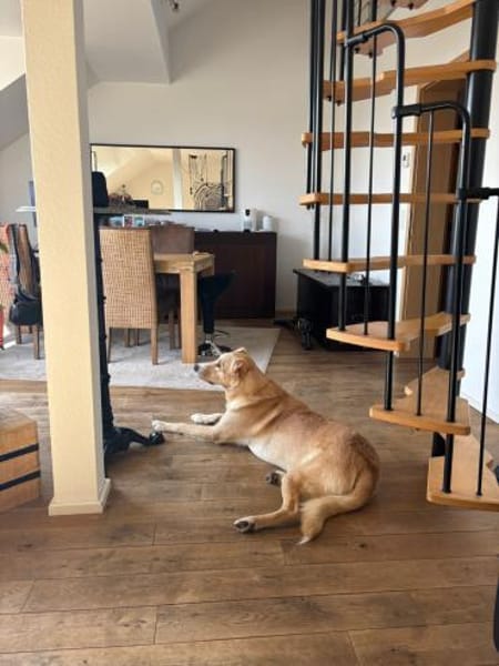 Sanfter Altaj sucht liebevolles Zuhause