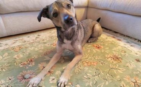 Wer schenkt Kirnkin ein Zuhause?