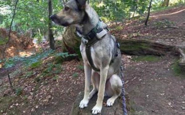 Wer schenkt Kirnkin ein Zuhause?