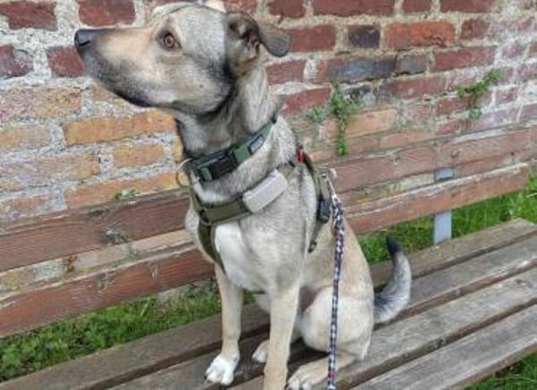 Wer schenkt Kirnkin ein Zuhause?