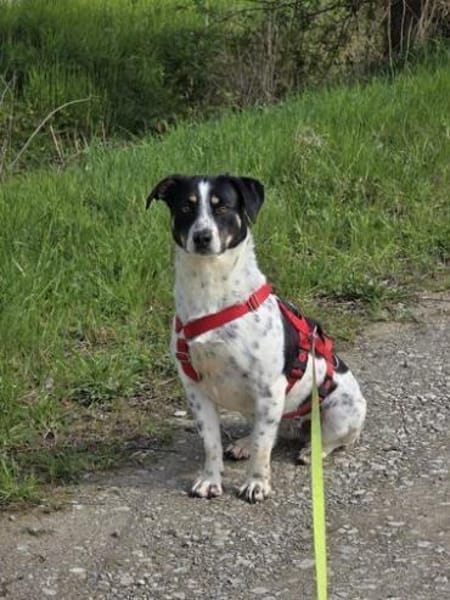 Kleine Traumhündin Bonny sucht Zuhause