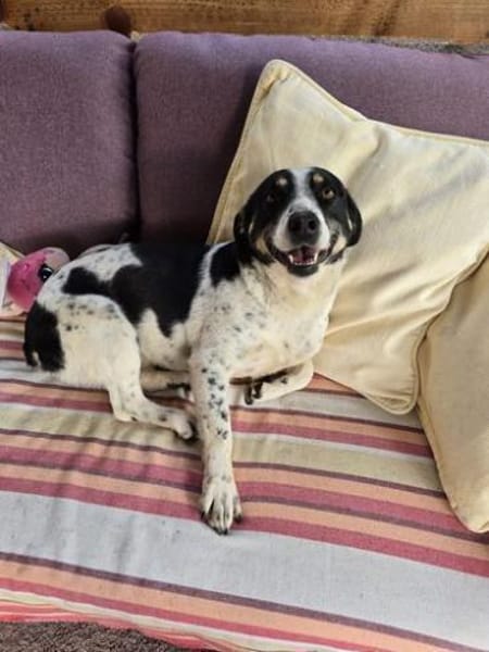 Kleine Traumhündin Bonny sucht Zuhause