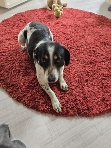 Kleine Traumhündin Bonny sucht Zuhause