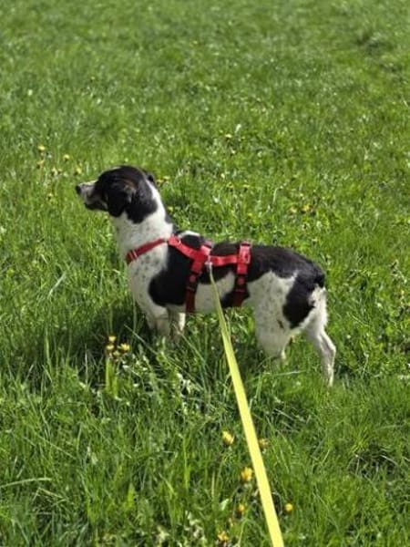 Kleine Traumhündin Bonny sucht Zuhause