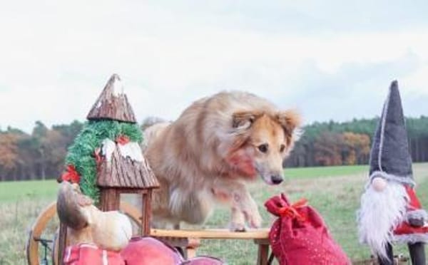 Schenkst du Toppi ein Zuhause?