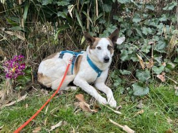 Julieta sucht erfahrene, liebe Menschen