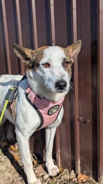 Julieta sucht erfahrene, liebe Menschen