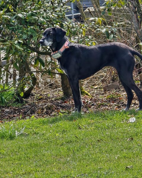 Ruhige Hündin sucht ein Zuhause