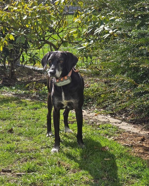 Ruhige Hündin sucht ein Zuhause