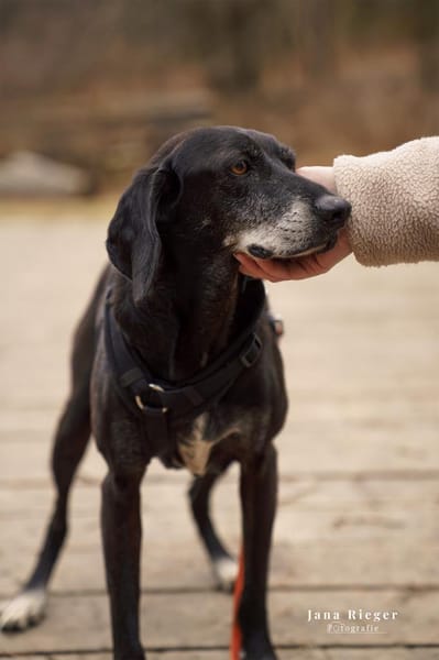Ruhige Hündin sucht ein Zuhause