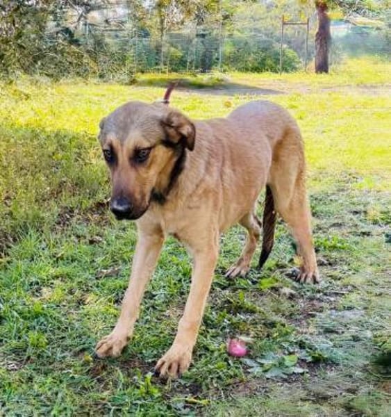 Knuddelbär Stitch sucht seine Menschen