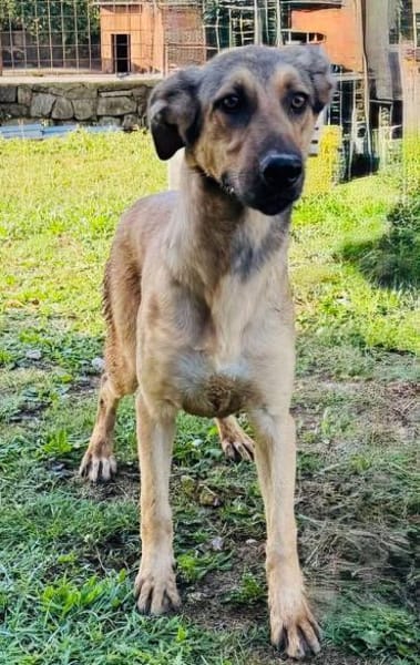 Knuddelbär Stitch sucht seine Menschen