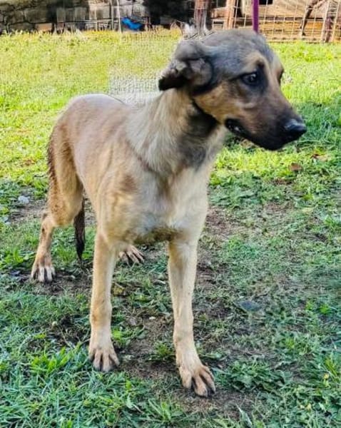 Knuddelbär Stitch sucht seine Menschen