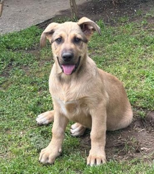 Knuddelbär Stitch sucht seine Menschen