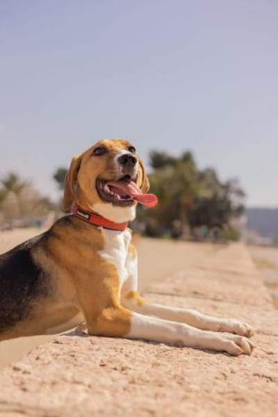 Die schöne Molly sucht DICH!