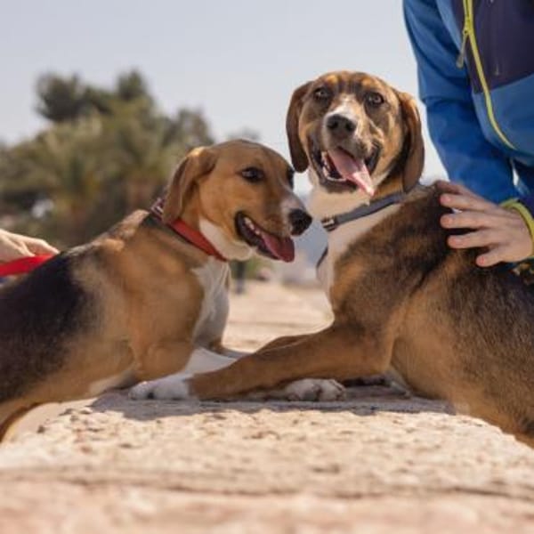 Die schöne Molly sucht DICH!