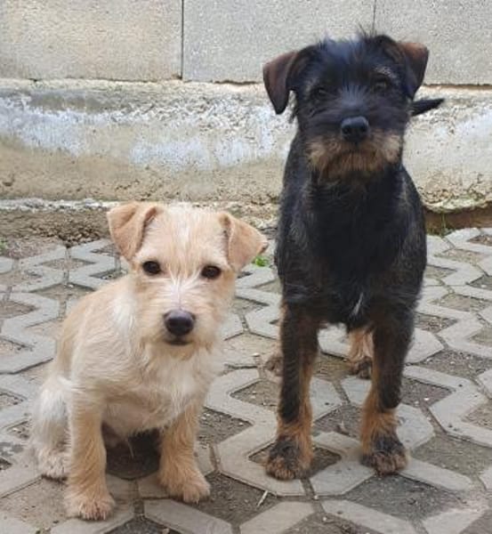 Struppi sucht seine Familie 🐾