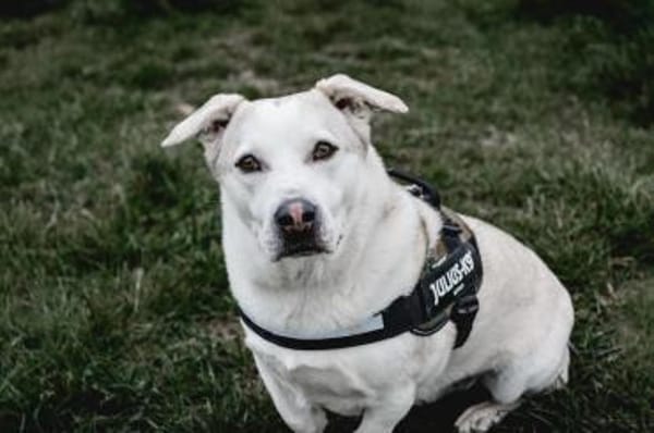 Charly sucht neues Power-Zuhause