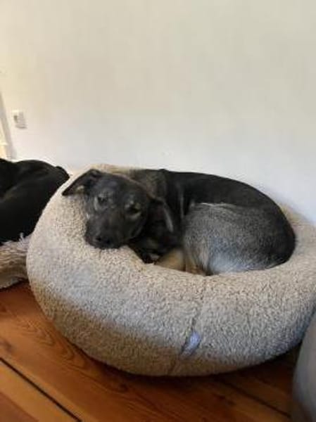 Junghund MORITZ sucht seinen Menschen!