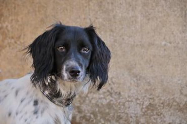 Die fröhliche Laika