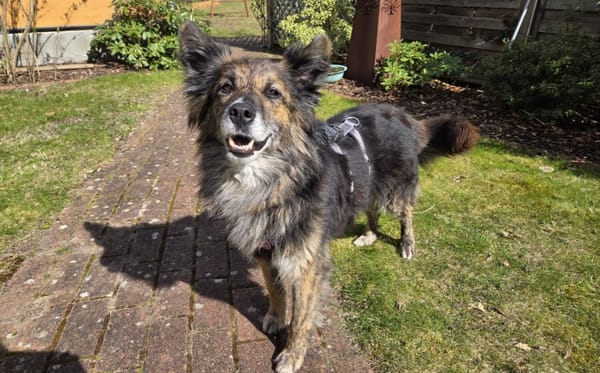 Ruhige und sanfte Seele Juni sucht Zuhau