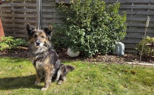 Ruhige und sanfte Seele Juni sucht Zuhau