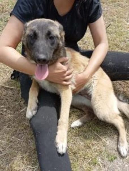 Filicitas 52 cm (Pflegestelle)