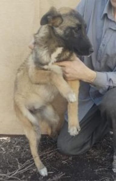 Filicitas 52 cm (Pflegestelle)