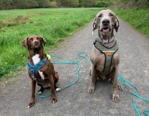 Drogo ein stattlicher, lieber Rüde