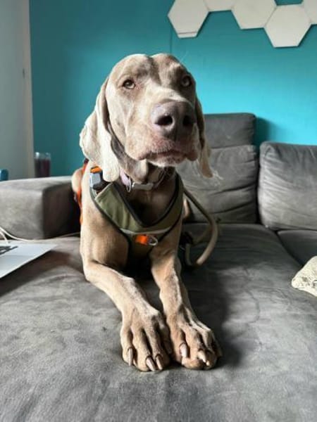 Drogo ein stattlicher, lieber Rüde