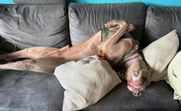 Drogo ein stattlicher, lieber Rüde