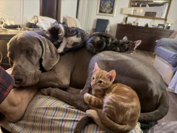 Drogo ein stattlicher, lieber Rüde