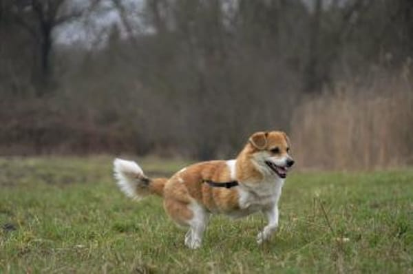 kleiner süßer Noki auf PS 14513