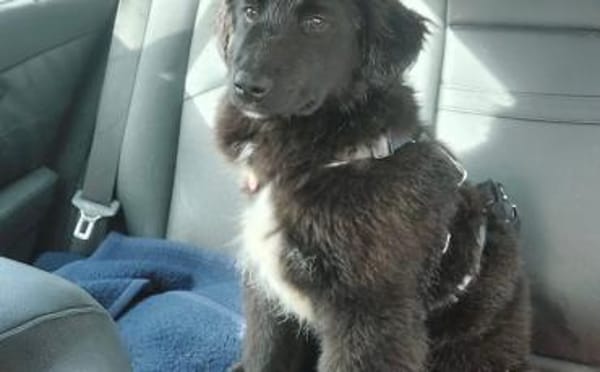 Süßer Baxter will mit dir durchstarten