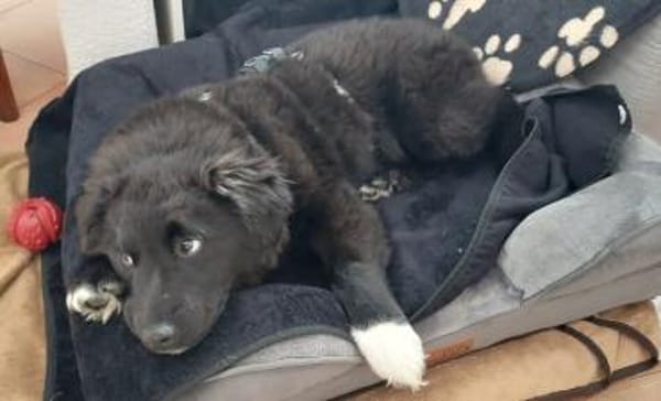 Süßer Baxter will mit dir durchstarten