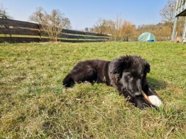 Süßer Baxter will mit dir durchstarten