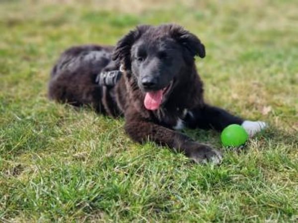 Süßer Baxter will mit dir durchstarten