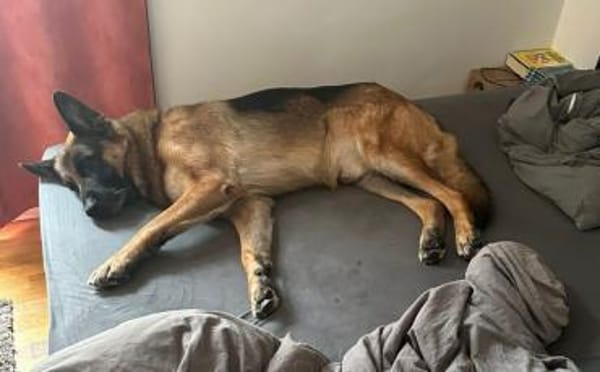 Ricky - Schäferhundfans gesucht