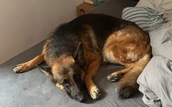 Ricky - Schäferhundfans gesucht