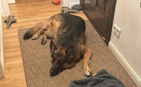 Ricky - Schäferhundfans gesucht