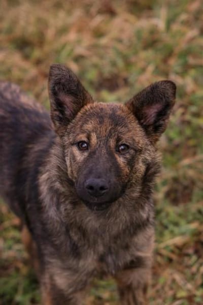 Mila wartet auf ihre Familie